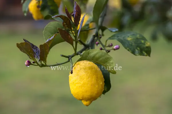 Fokus-Natur Bild