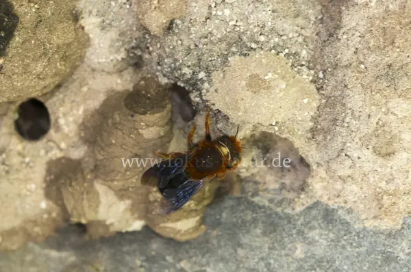 Fokus-Natur Bild