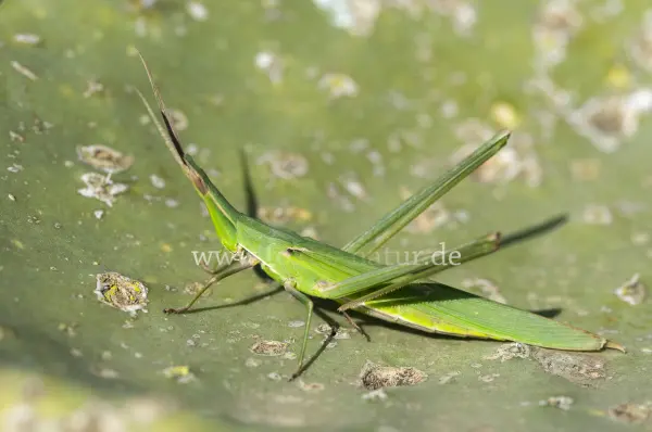 Fokus-Natur Bild