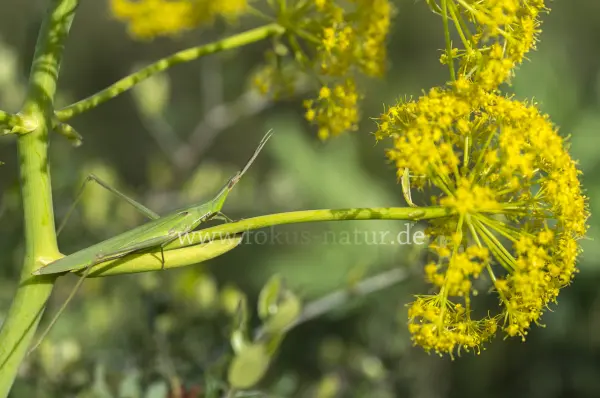 Fokus-Natur Bild