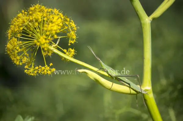 Fokus-Natur Bild