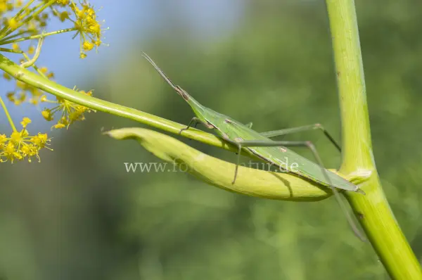 Fokus-Natur Bild