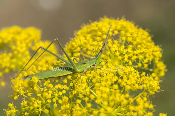 Fokus-Natur Bild