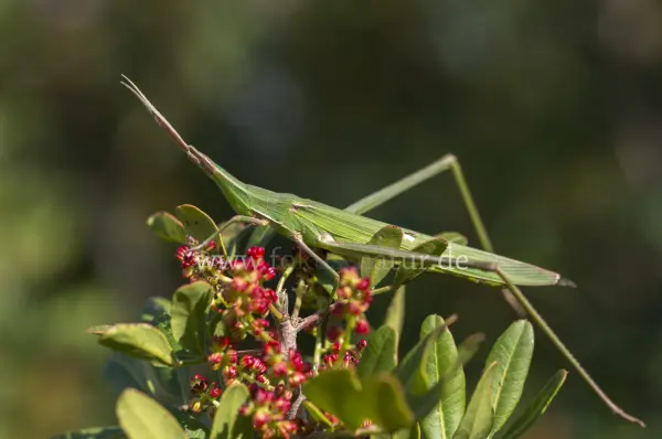 Fokus-Natur Bild