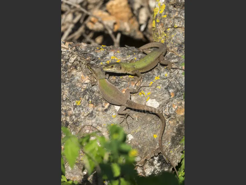 29624