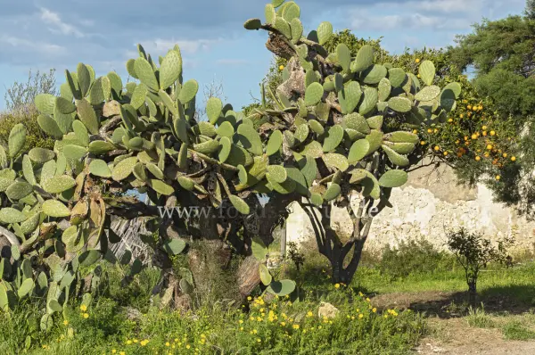 Fokus-Natur Bild