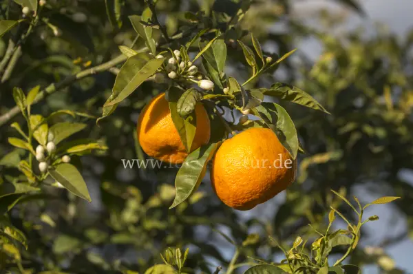 Fokus-Natur Bild