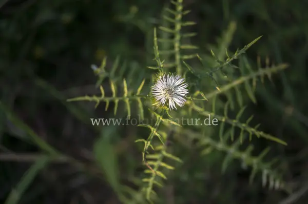 Fokus-Natur Bild