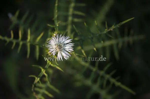 Fokus-Natur Bild