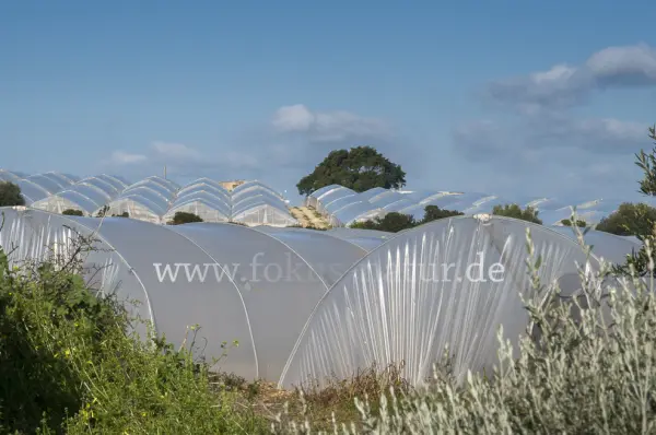Fokus-Natur Bild