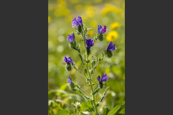 Fokus-Natur Bild