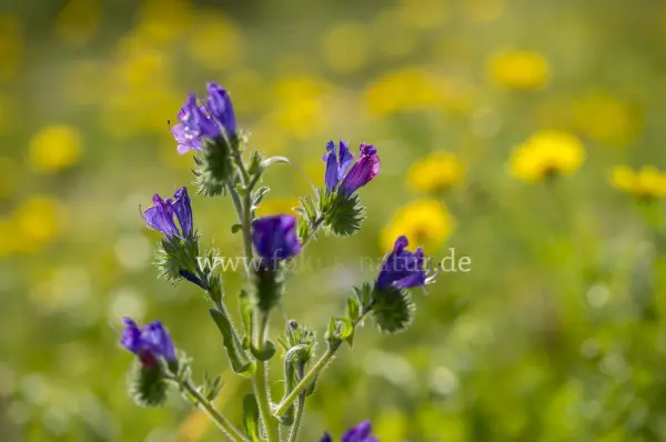 Fokus-Natur Bild