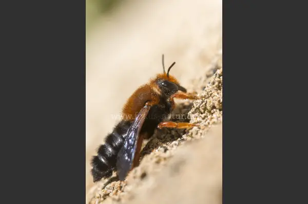 Fokus-Natur Bild