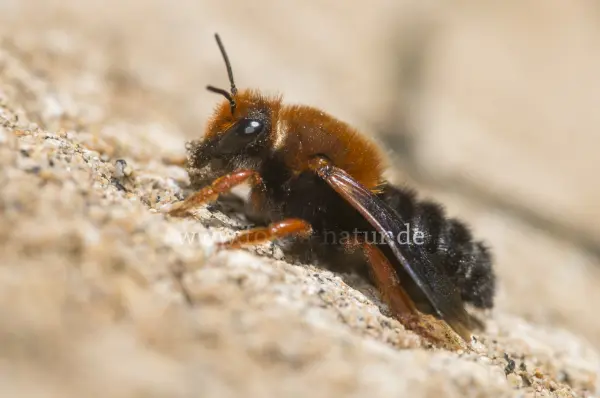 Fokus-Natur Bild
