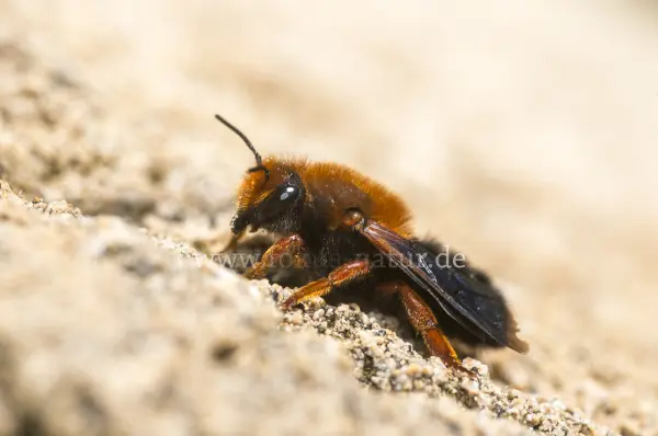 Fokus-Natur Bild