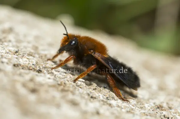 Fokus-Natur Bild
