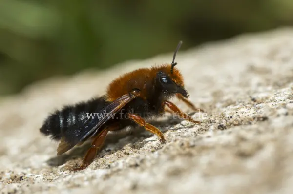 Fokus-Natur Bild