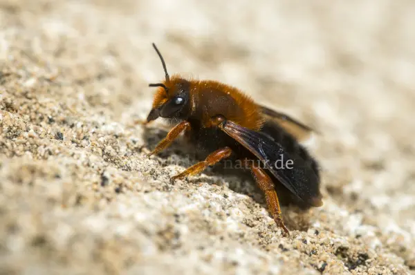 Fokus-Natur Bild