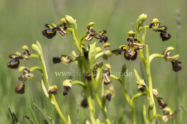 Fokus-Natur Bild
