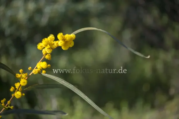 Fokus-Natur Bild
