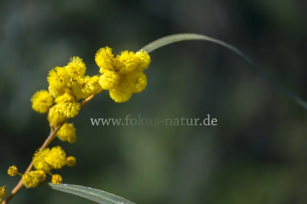 Fokus-Natur Bild