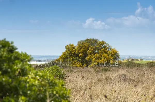 Fokus-Natur Bild