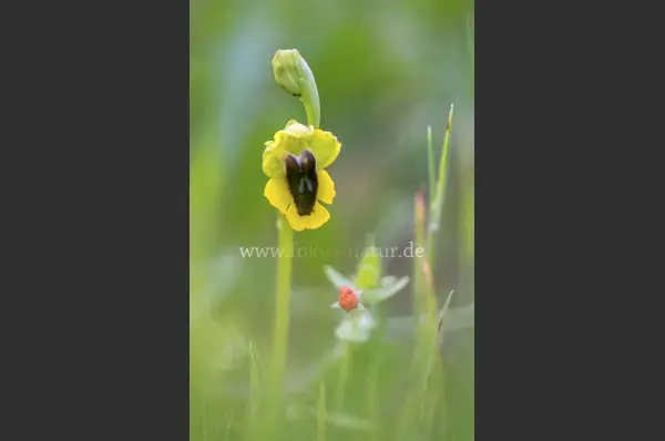 Fokus-Natur Bild