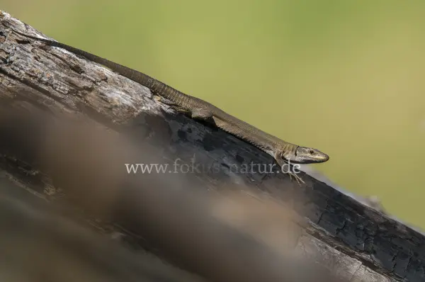 Fokus-Natur Bild