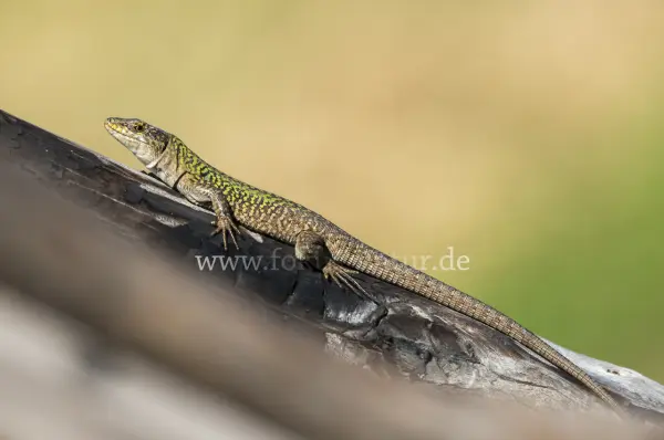 Fokus-Natur Bild