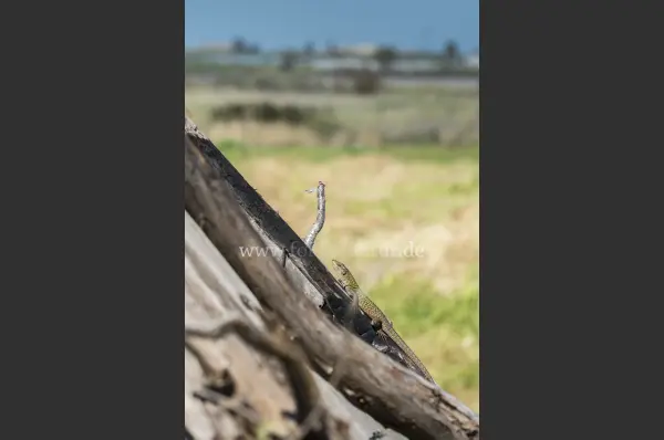 Fokus-Natur Bild