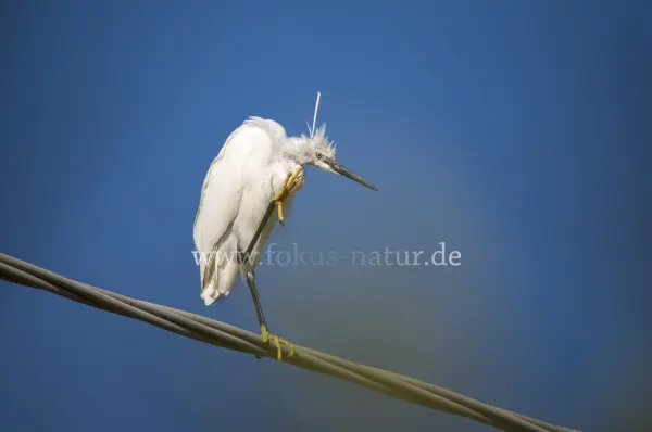 Fokus-Natur Bild