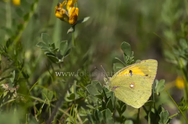 Fokus-Natur Bild