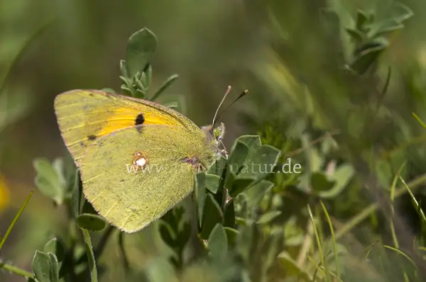 Fokus-Natur Bild