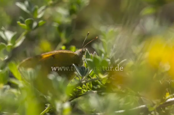 Fokus-Natur Bild
