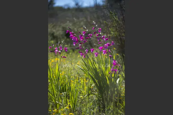 Fokus-Natur Bild