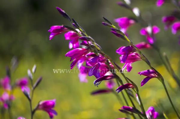 Fokus-Natur Bild
