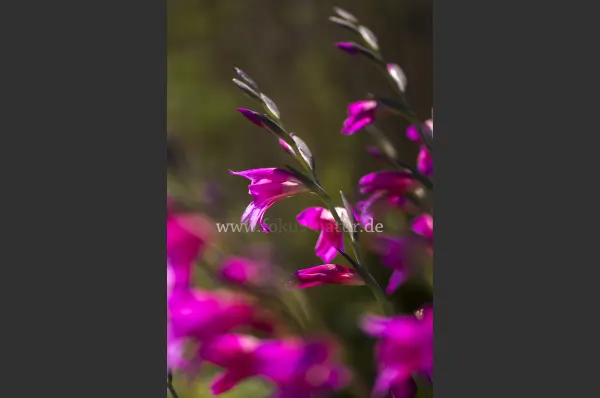 Fokus-Natur Bild