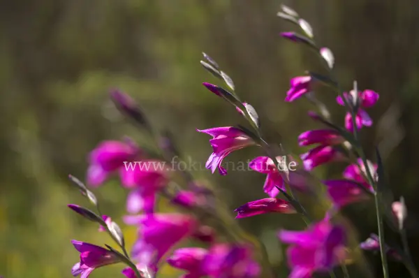 Fokus-Natur Bild