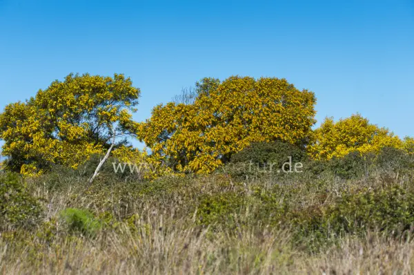 Fokus-Natur Bild