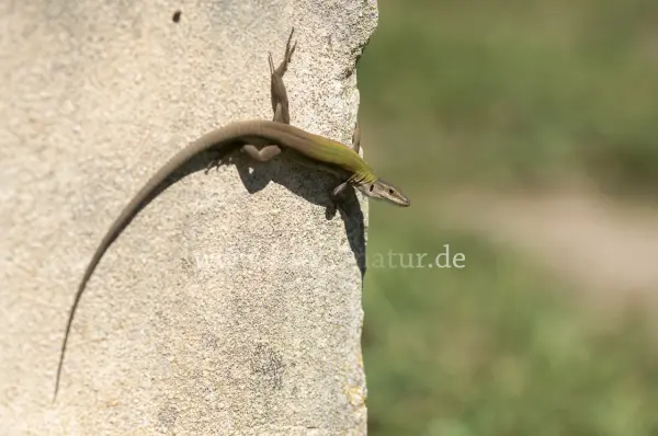 Fokus-Natur Bild