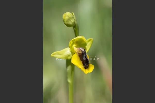 Fokus-Natur Bild