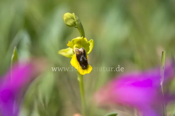 Fokus-Natur Bild