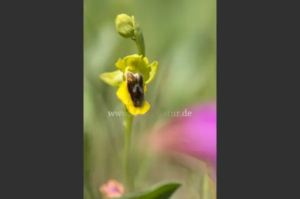 Fokus-Natur Bild