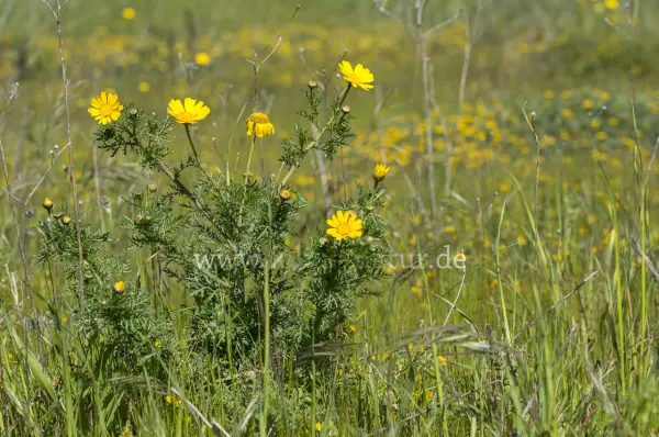 Fokus-Natur Bild