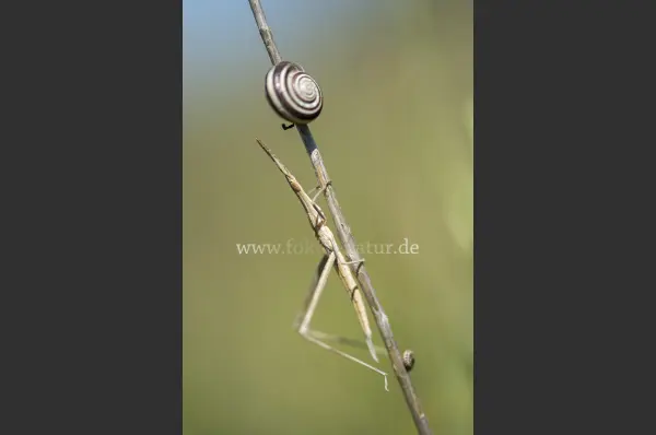Fokus-Natur Bild