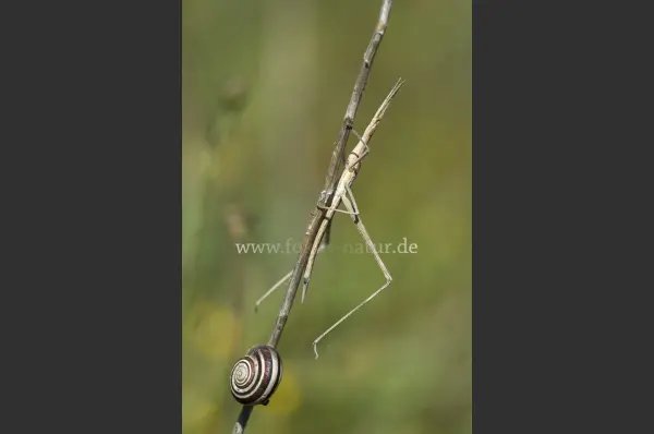 Fokus-Natur Bild