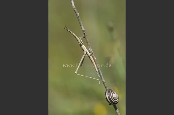 Fokus-Natur Bild