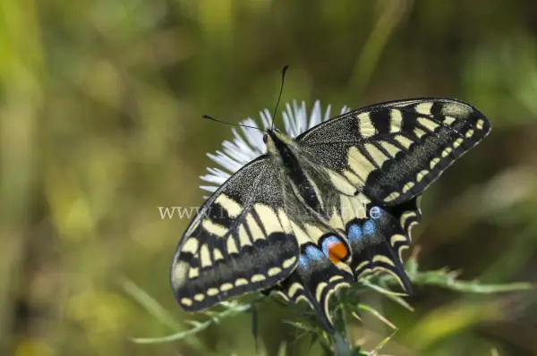 Fokus-Natur Bild