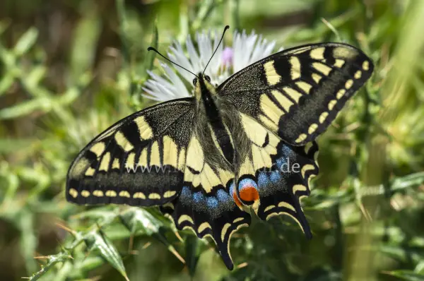 Fokus-Natur Bild