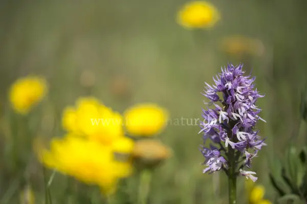Fokus-Natur Bild